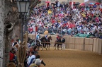 Palio 2009 Don Bosco (15)